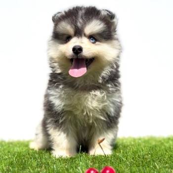 Pomsky-pomski (pomeranac + haski)
