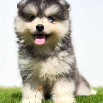 Pomsky-pomski (pomeranac + haski)