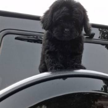 Pudle i maltipoo, prelepi štenci