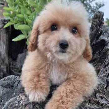 Pudle i maltipoo, prelepi štenci