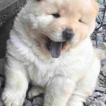 Chow chow prelepi krem stenci