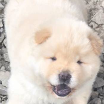 Chow chow prelepi krem stenci