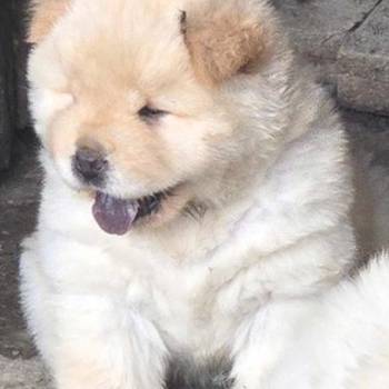 Chow chow prelepi krem stenci