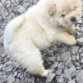 Chow chow prelepi krem stenci