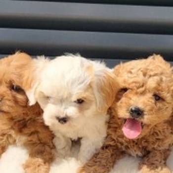 Maltipoo-Cavapoo Cavapo-Kavapu stenci