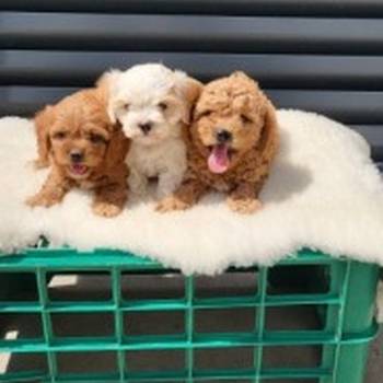 Maltipoo-Cavapoo Cavapo-Kavapu stenci