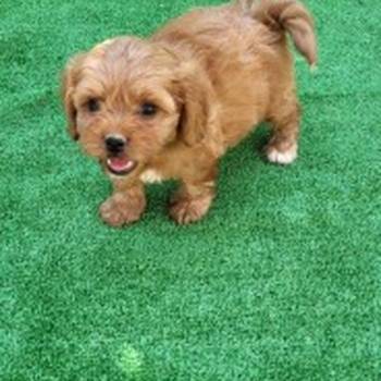 Maltipoo-Cavapoo Cavapo-Kavapu stenci