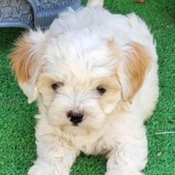 Maltipoo-Cavapoo Cavapo-Kavapu stenci