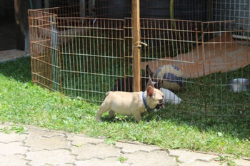 Francuski Buldog štenci