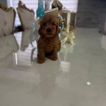 Goldendoodle prelepi štenci