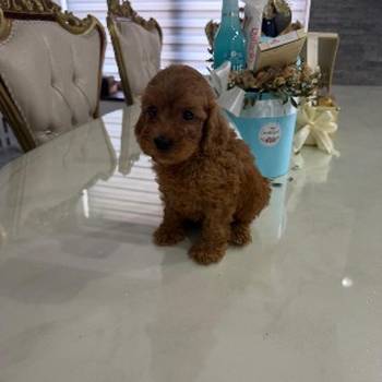 Goldendoodle prelepi štenci