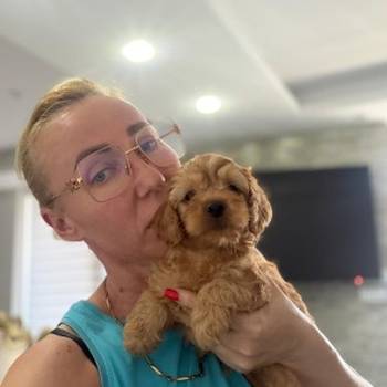 Goldendoodle prelepi štenci