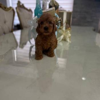 Goldendoodle stenci