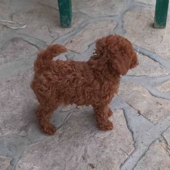 Crvena toy pudlica, žensko štene – staro 2,5 meseci
