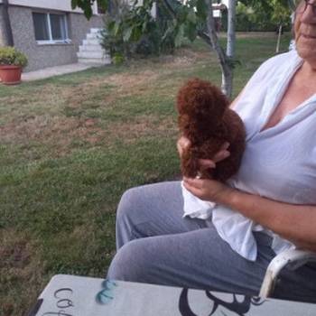 Crvena toy pudlica, žensko štene – staro 2,5 meseci