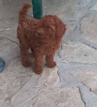 Crvena toy pudlica, žensko štene – staro 2,5 meseci
