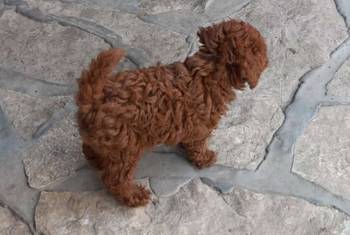 Crvena toy pudlica, žensko štene – staro 2,5 meseci