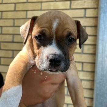 Štenci američkog staforda
