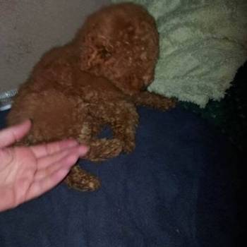 Štenci toy crvene pudle