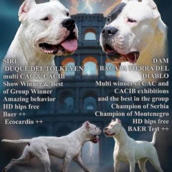 Leglo dogo argentino štenaca