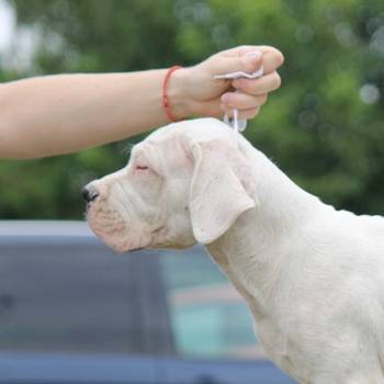 Leglo dogo argentino štenaca