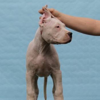 Leglo dogo argentino štenaca
