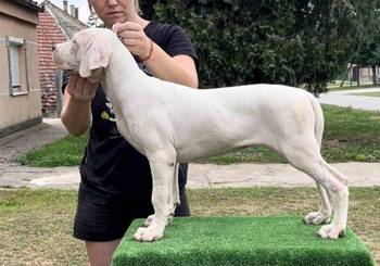Leglo dogo argentino štenaca