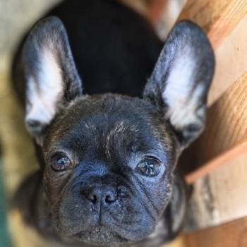 Francuski buldog štenci