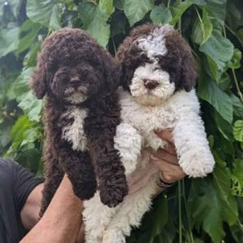 Lagotto Romagnolo – rezervacija stenaca