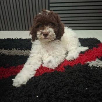 Lagotto Romagnolo – rezervacija stenaca