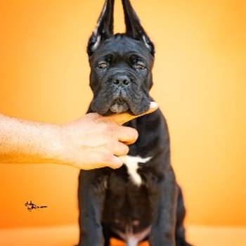 Cane Corso prelepi štenci