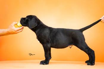 Cane Corso prelepi štenci