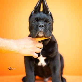 Cane Corso prelepi štenci