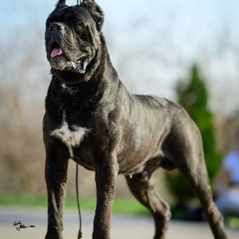 Cane Corso prelepi štenci
