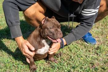 American bully