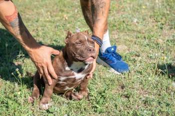 American bully