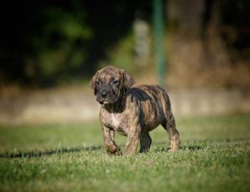 Na prodaju stenci Presa Canario