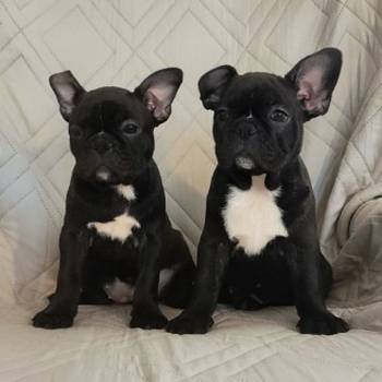 Francuski buldog zenkice