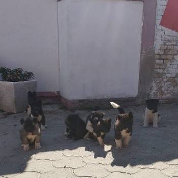 Americka Akita, štenci