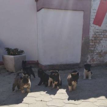 Americka Akita, štenci