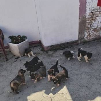 Americka Akita, štenci
