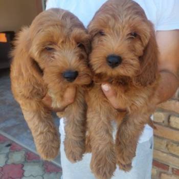 Cockapoo štenci