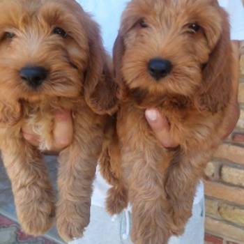 Cockapoo štenci
