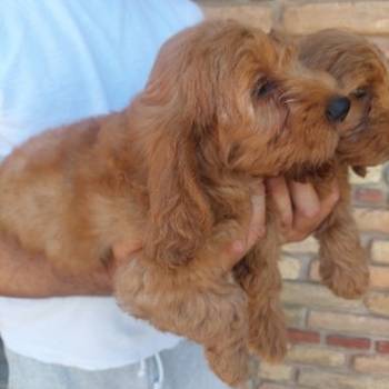 Cockapoo štenci