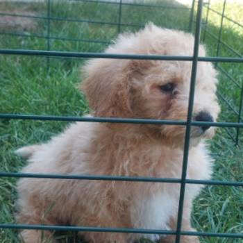 Cockapoo štenci
