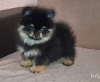 Pomeranac muzjak