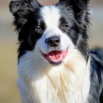 Border Collie - Border koli štenad
