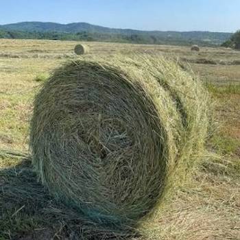Seno lucerke ekstra kvaliteta