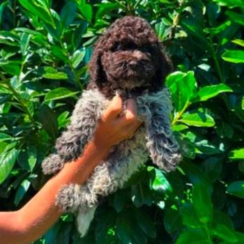 Lagotto Romagnolo štenci
