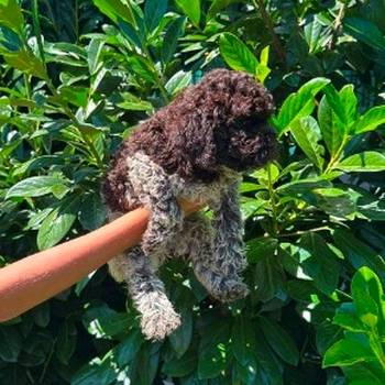 Lagotto Romagnolo štenci